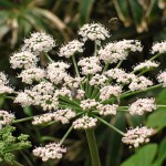 地球岬の花と虫