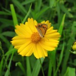 ホケノ山古墳に咲く花と蝶