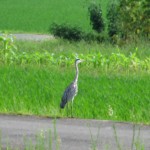 東田大塚古墳付近に居た鳥