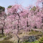 城南宮 枝垂れ梅