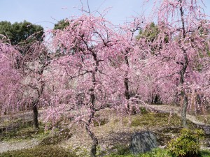 城南宮 枝垂れ梅