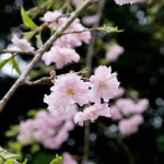 醍醐寺 桜