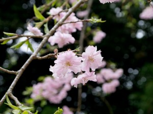 醍醐寺 桜