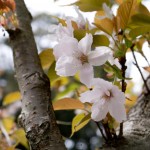 醍醐寺 桜