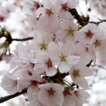 醍醐寺 桜