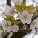 醍醐寺 桜