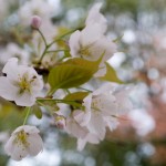 醍醐寺 桜