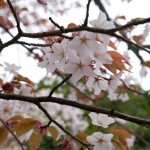 醍醐寺 桜