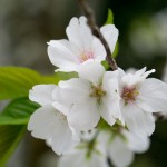 醍醐寺 桜