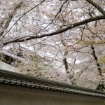 醍醐寺 三宝院 桜