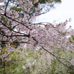 醍醐寺 三宝院 桜