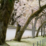 醍醐寺 三宝院 桜