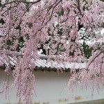 醍醐寺 総門脇の桜