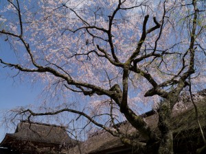 竹林院