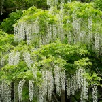 春日大社神苑萬葉植物園