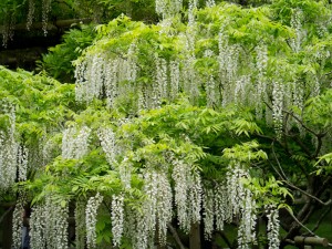 春日大社神苑萬葉植物園