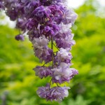 春日大社神苑萬葉植物園