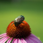 万博記念公園 夏の花