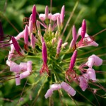 万博記念公園 夏の花