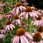 万博記念公園 夏の花