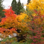 高野山 紅葉