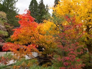 高野山 紅葉