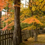 高野山 紅葉