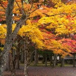 高野山 紅葉