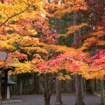 高野山 紅葉