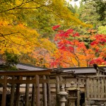 高野山 紅葉