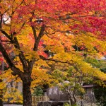 高野山 紅葉