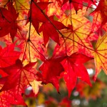 高野山 紅葉