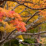 高野山 紅葉