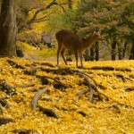 奈良公園 鹿