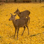 奈良公園 鹿