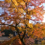 正暦寺 本堂 紅葉