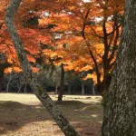 奈良公園 紅葉