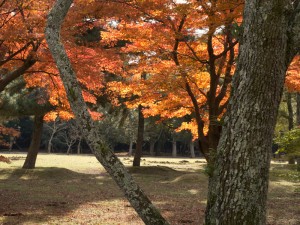 奈良公園 紅葉