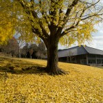 奈良公園 銀杏 紅葉