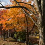 奈良公園 紅葉