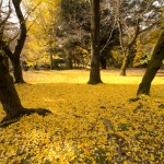 奈良公園 銀杏