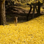 奈良公園 銀杏と鹿