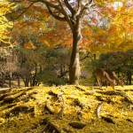 奈良公園 銀杏