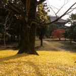 奈良公園 東大寺裏 銀杏