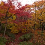 宝筐院 紅葉