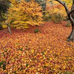 宝筐院 紅葉