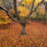 宝筐院 紅葉