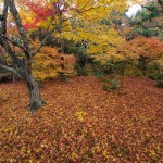 宝筐院 紅葉