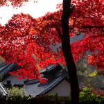 光明寺の紅葉