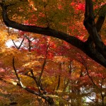 光明寺の紅葉